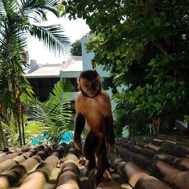 Les Jardins De Rio Boutique 4* Rio de Janeiro